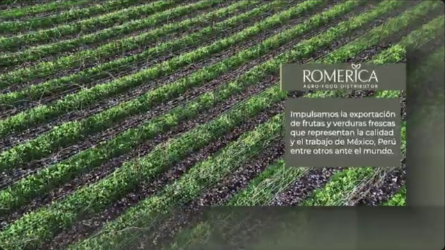 Cultivo en hileras con la marca Romerica Agro-Food Distributor y un bloque de presentación en español, fotograma del video de Romerica Teams.